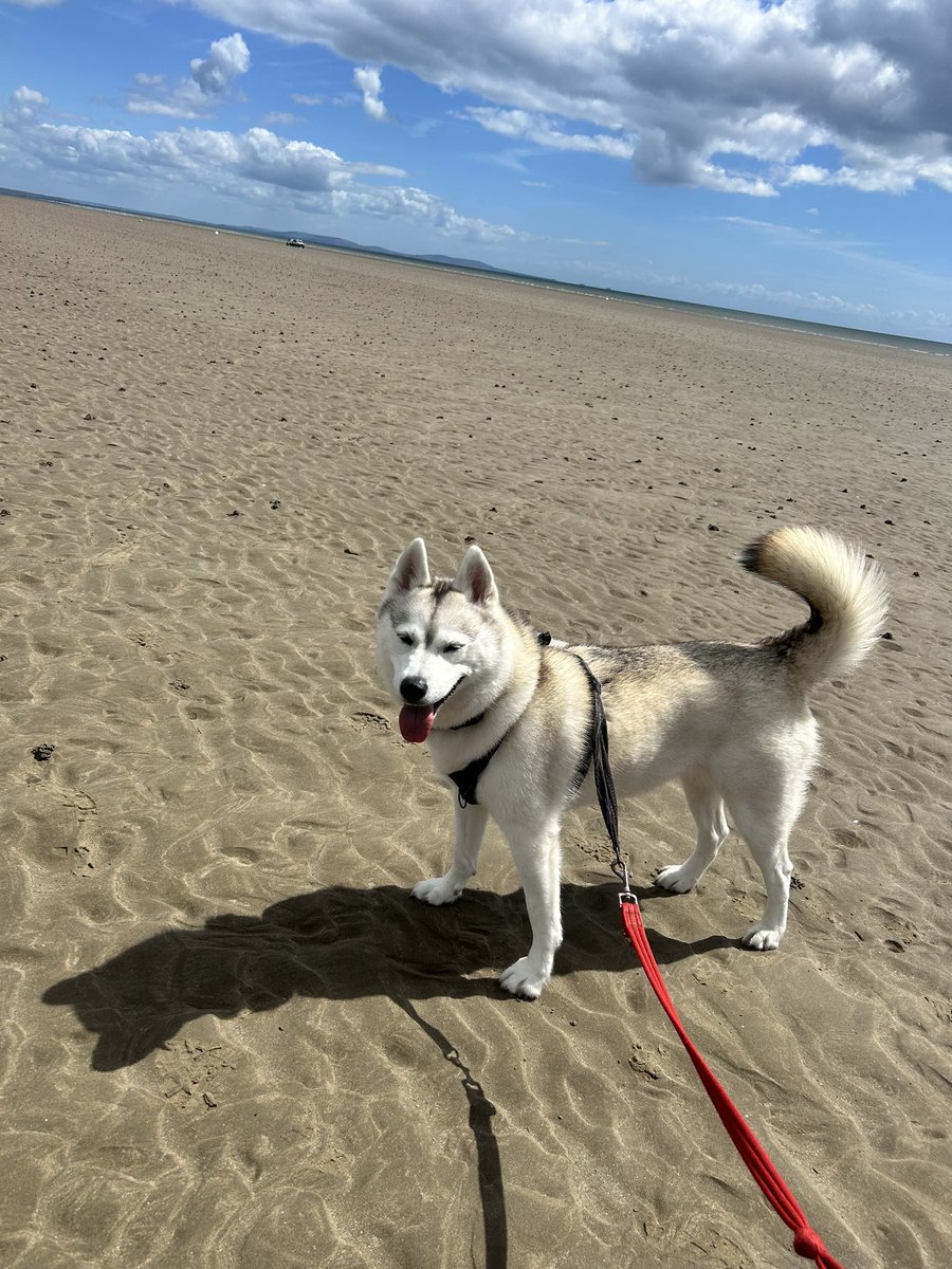 MeikaEds's tweet photo. Beach holiday fun with mam and dad ❤️🐶🏖️☀️ #FridayVibes #FridayFeelings #DogsOfX #Dogs https://t.co/atyR8uY7mA