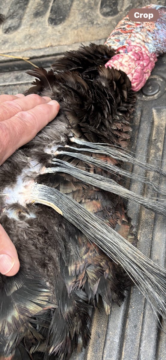 ChadWard633's tweet photo. Buddy of mine got this one. It had 56” of beard. I got turkey envy https://t.co/Qn14LPgTEO