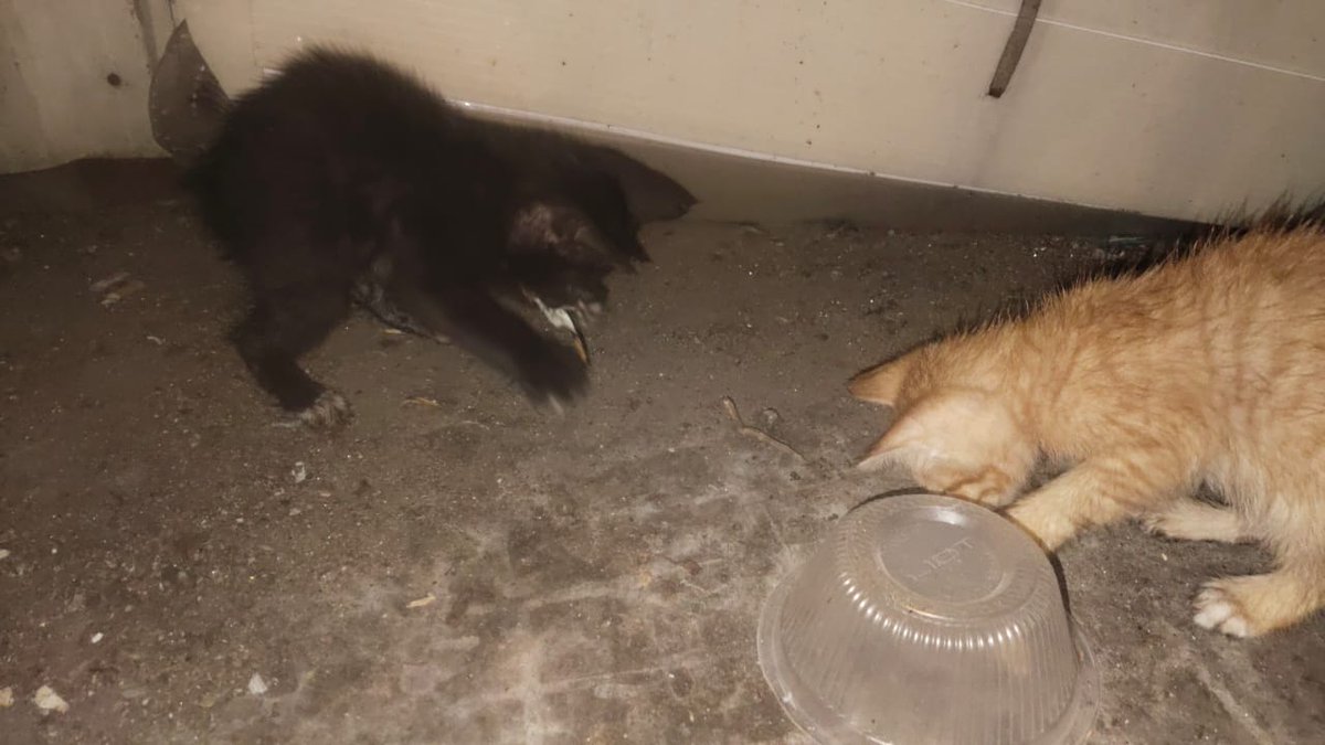 Kucing Terbuang tweet media