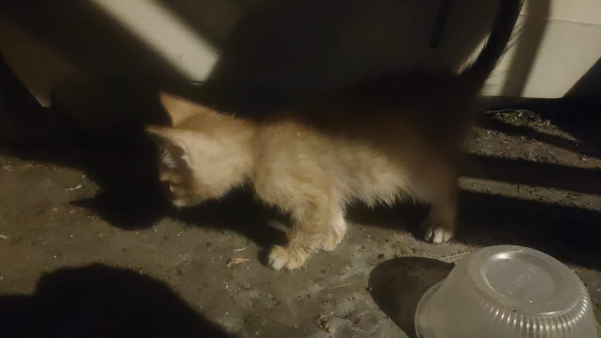 Kucing Terbuang tweet media