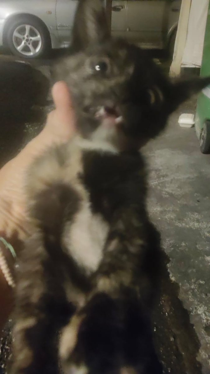 Kucing Terbuang tweet media