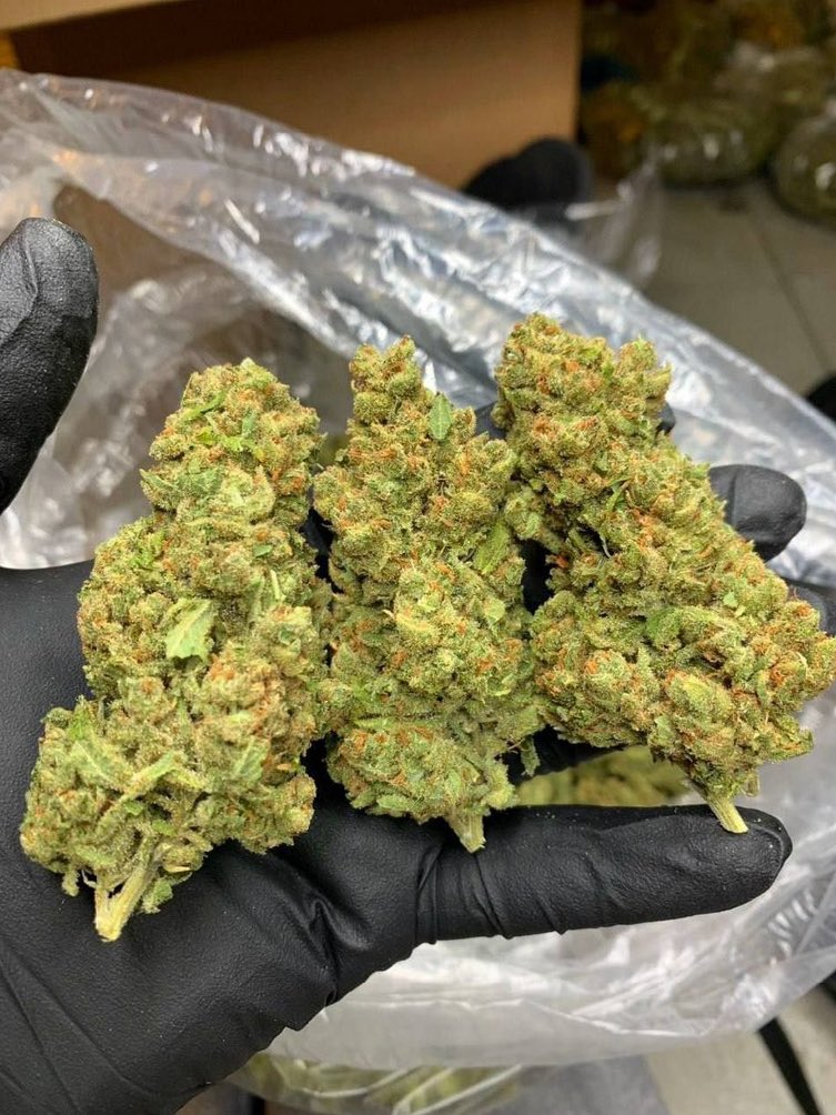 Cannabis Brasil tweet media