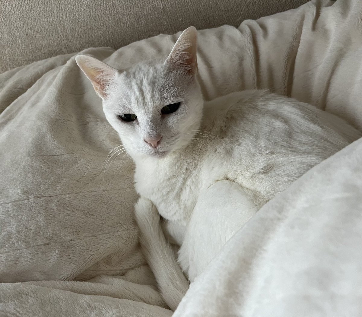 marumarutochiro's tweet photo. 67回目の月命日

チロもしーちゃんも元気です

マルちゃんは元気にしてますか…

最近またチロはしーちゃんに近づき

威嚇ダッシュします

シャーして逃げる…を

何度も繰り返します…

ますます仲が悪くなり

ほとほと困ってます😩

#月命日
#家猫修行中 https://t.co/tED0IGLF3x
