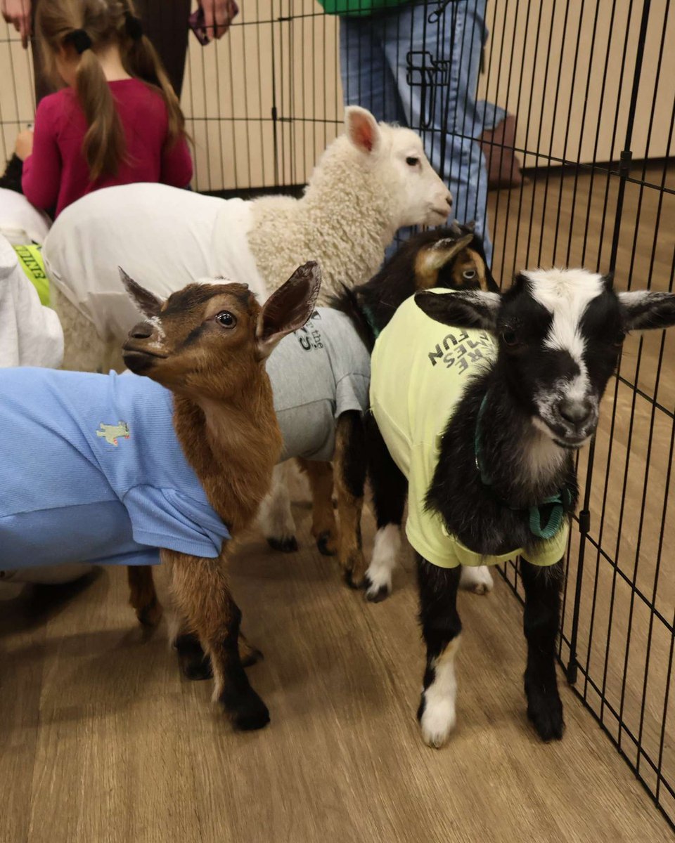 TwpofPine's tweet photo. Goat snuggles = instant mood booster 🐐🥰 The Pine Community Center was filled with smiles, joy, and lots of cuddly moments during our Goat Snuggles program. Thank you to everyone who joined us! 💚

#GoatSnuggles #CommunityEvent #PineProgram #PineTownship #Pinetastic https://t.co/Oszxkr3r5I