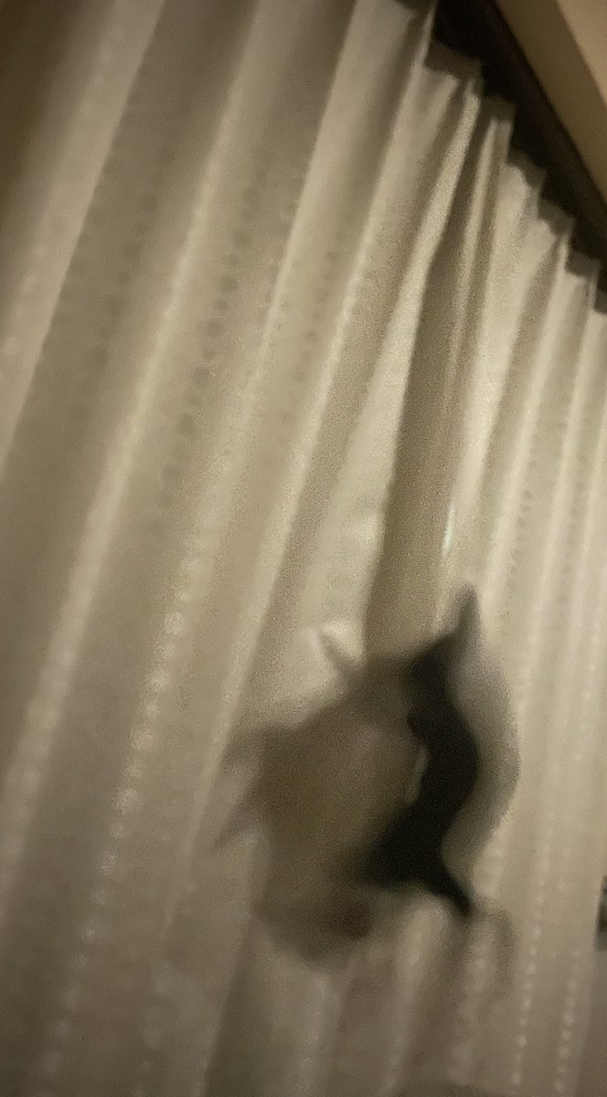 naaaapsycho's tweet photo. そういえば先日、落下音という映画を観て。
アート作品なだけあって映像メインで楽しんでると抽象的で難解に感じると思った
我が家で発生する落下音は非常に明快。

ねこがカーテンよじ登って落下

#落下音
#ねこ https://t.co/hWdkVgxQU8