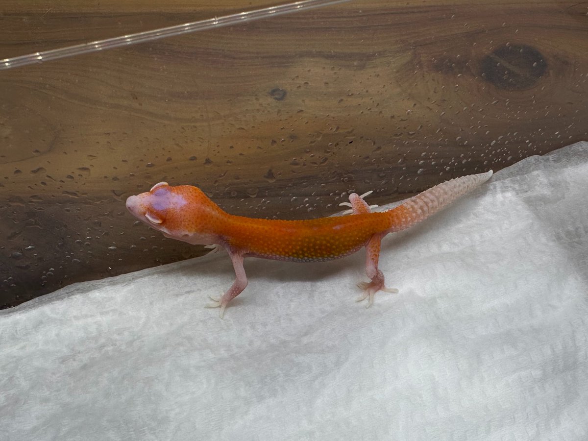 oru_geckos's tweet photo. パイドサンファイアレーダー https://t.co/OReZFluUYS
