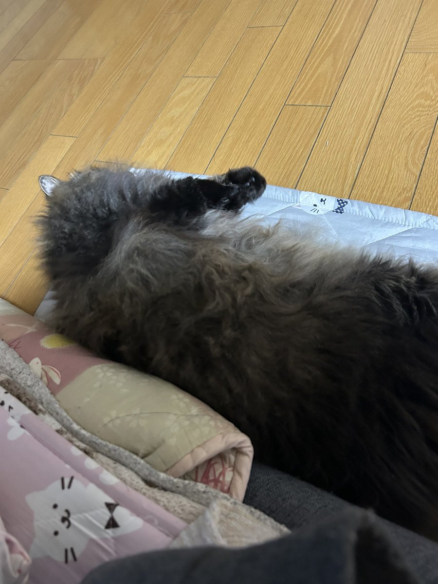 ｶﾁｮｶﾊﾞﾛ💨 tweet media