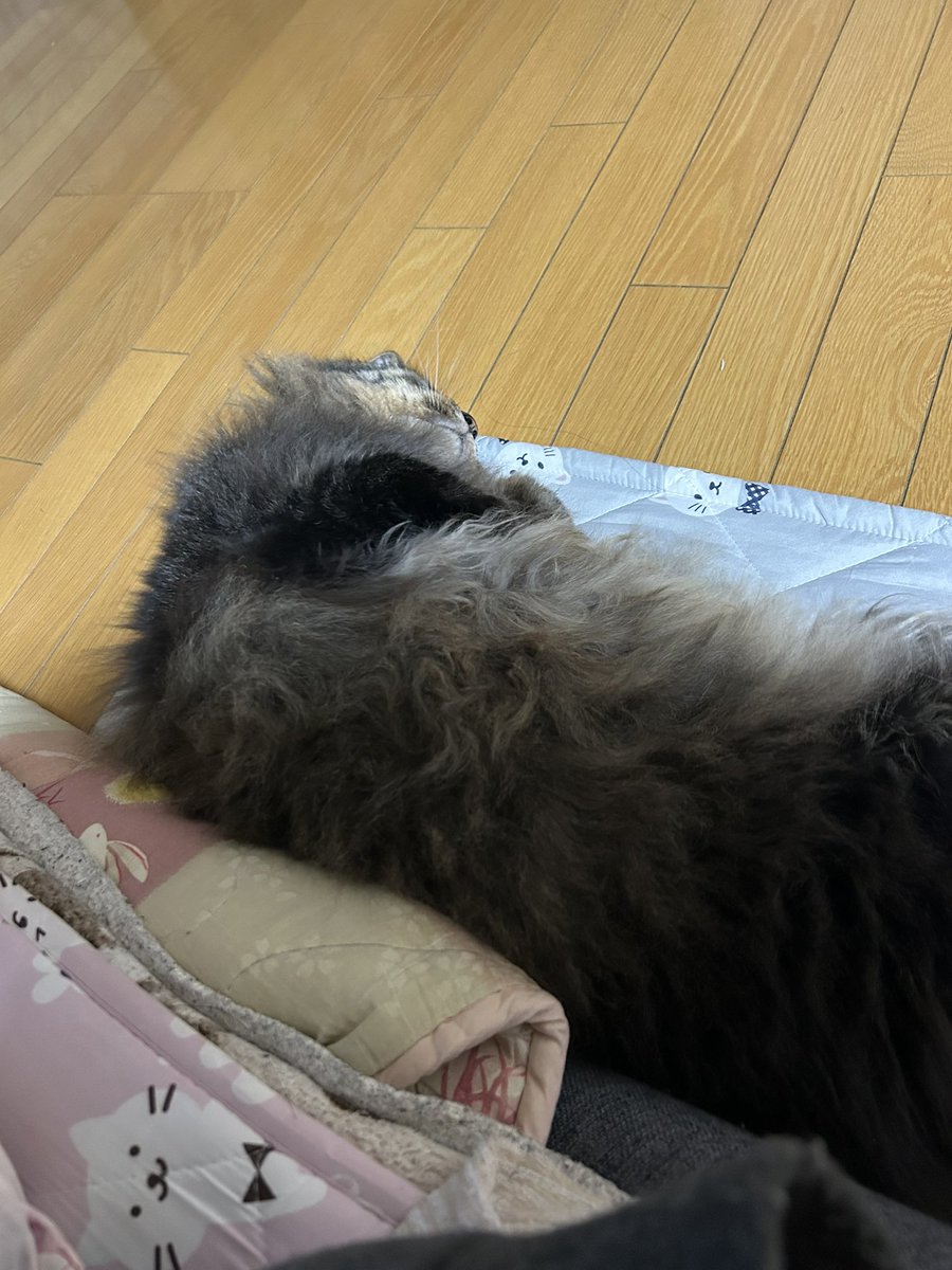 ｶﾁｮｶﾊﾞﾛ💨 tweet media