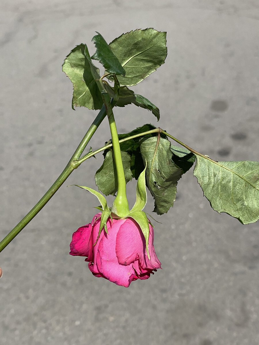 hamzoa_'s tweet photo. 받자마자 수명을 다함🥀 https://t.co/GcQVR49TNj