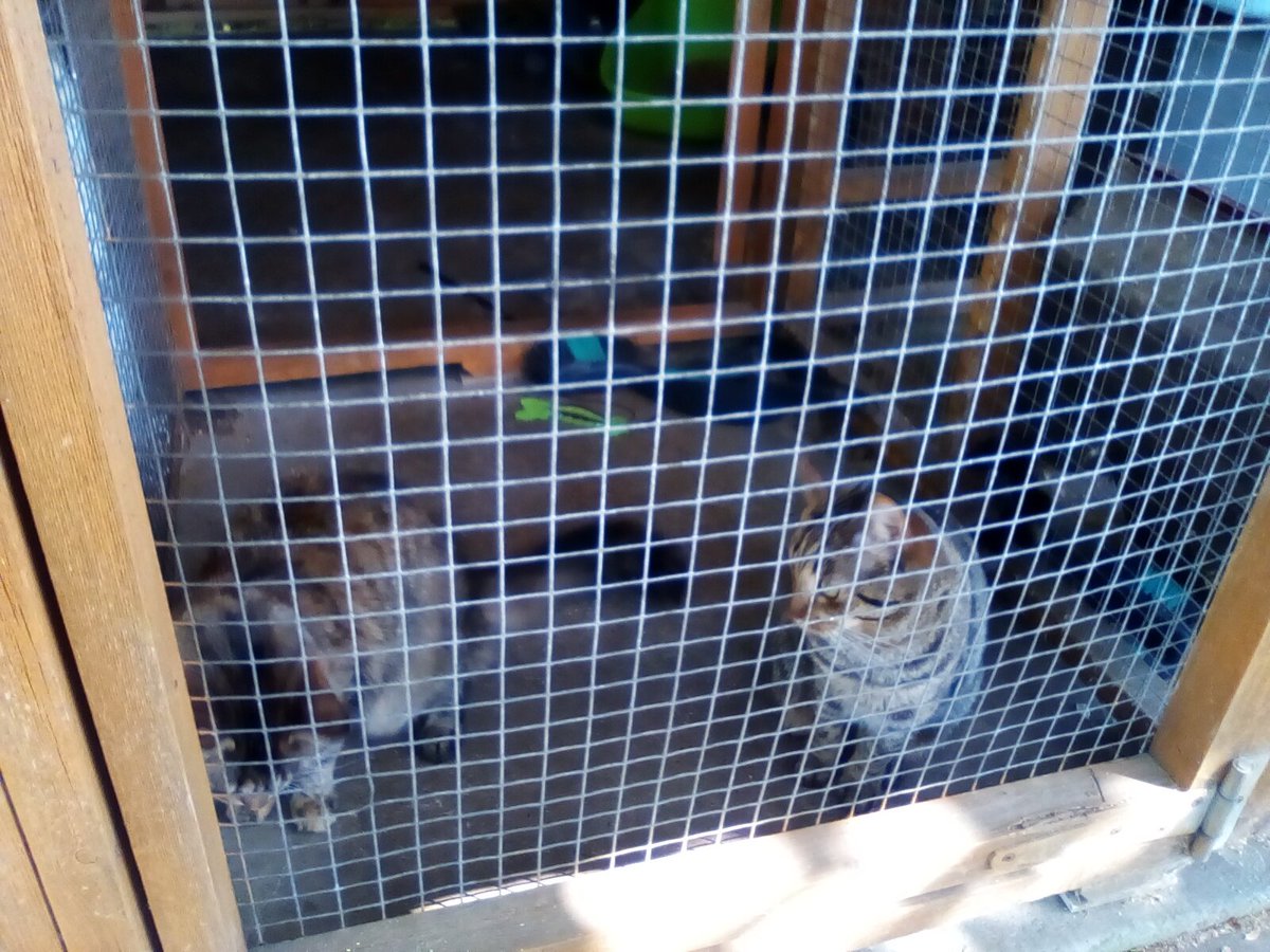 laurawattsflem1's tweet photo. #Hedgewatch. URGENT Appeal for these two beautiful Tabby sisters.both spayed,love playtime,must go together as bonded.for more info on them please contact Cats Castle , Scunthorpe 01724 784499.. please retweet to help.Thankyou.🤞 https://t.co/8ilkz8wpgf