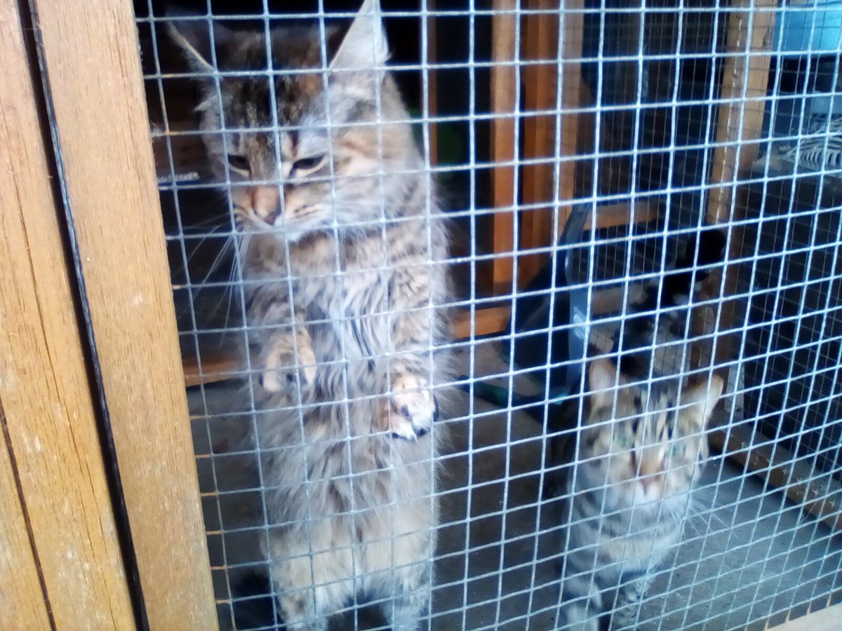 laurawattsflem1's tweet photo. #Hedgewatch. URGENT Appeal for these two beautiful Tabby sisters.both spayed,love playtime,must go together as bonded.for more info on them please contact Cats Castle , Scunthorpe 01724 784499.. please retweet to help.Thankyou.🤞 https://t.co/8ilkz8wpgf