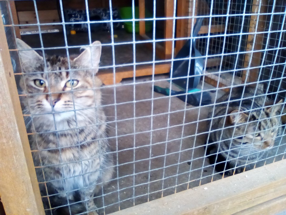 laurawattsflem1's tweet photo. #Hedgewatch. URGENT Appeal for these two beautiful Tabby sisters.both spayed,love playtime,must go together as bonded.for more info on them please contact Cats Castle , Scunthorpe 01724 784499.. please retweet to help.Thankyou.🤞 https://t.co/8ilkz8wpgf