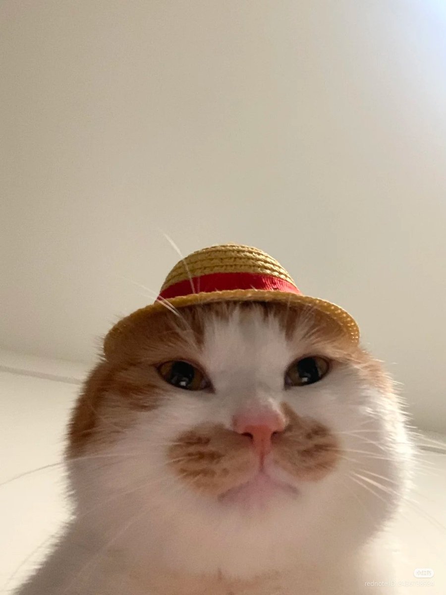 No Context Cats tweet media