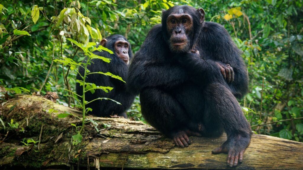 Bwindi Gorilla Trekking Safari Company tweet media