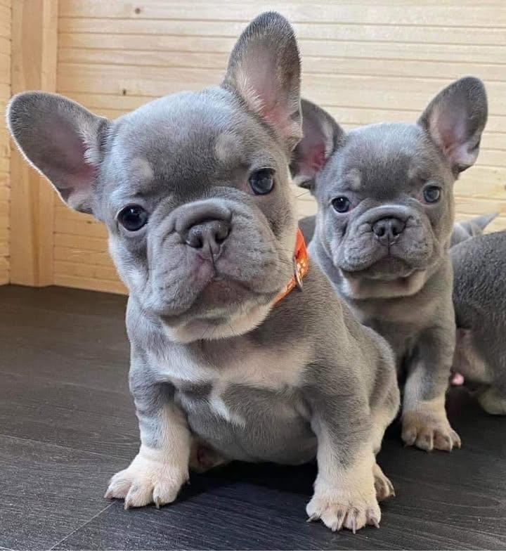 Frenchies squad tweet media