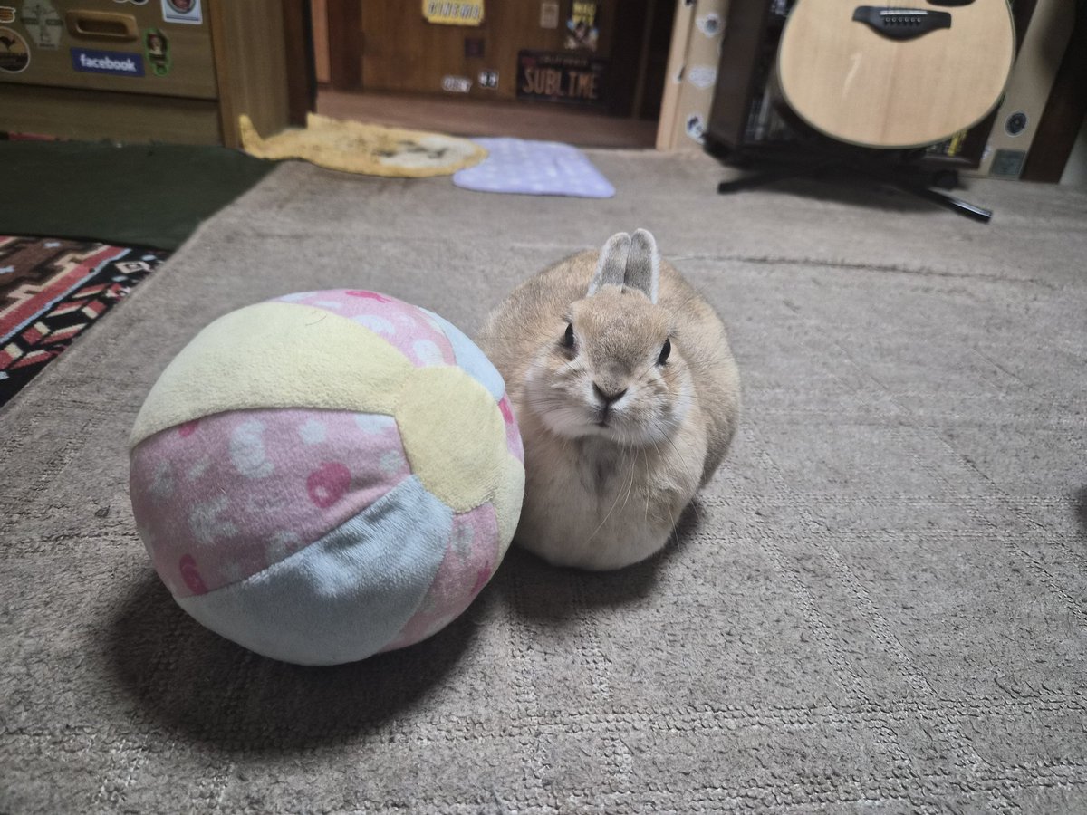 ゴンちゃんおやすみなさい🐰💛 また明日ね🌙✨ みなさん楽しい週末を～