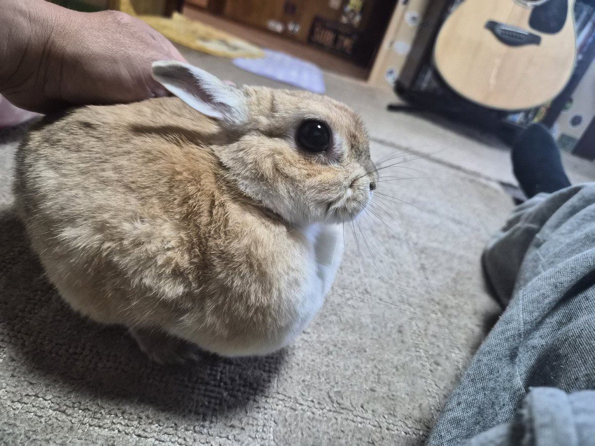 ゴンちゃんおやすみなさい🐰💛 また明日ね🌙✨ みなさん楽しい週末を～