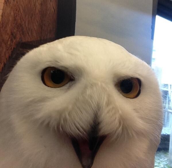 Owl tweet media