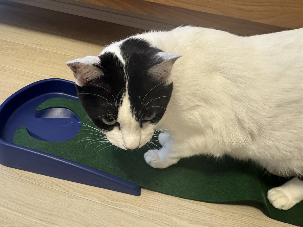 mochi202007's tweet photo. だよねバリバリするよね

#猫　#保護猫　#猫のいる暮らし https://t.co/07K7LhPIP6