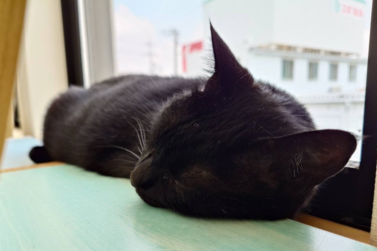 rinrin222dog's tweet photo. @yuad127 こんばんは🌙
いつもありがとうございます😊

今日もくろはお留守番がんばりました🐱
ご飯を残すようになって、少し心配ですが、元気はあります🐱

１日お疲れ様でした✨ https://t.co/7IpYxCDlCv