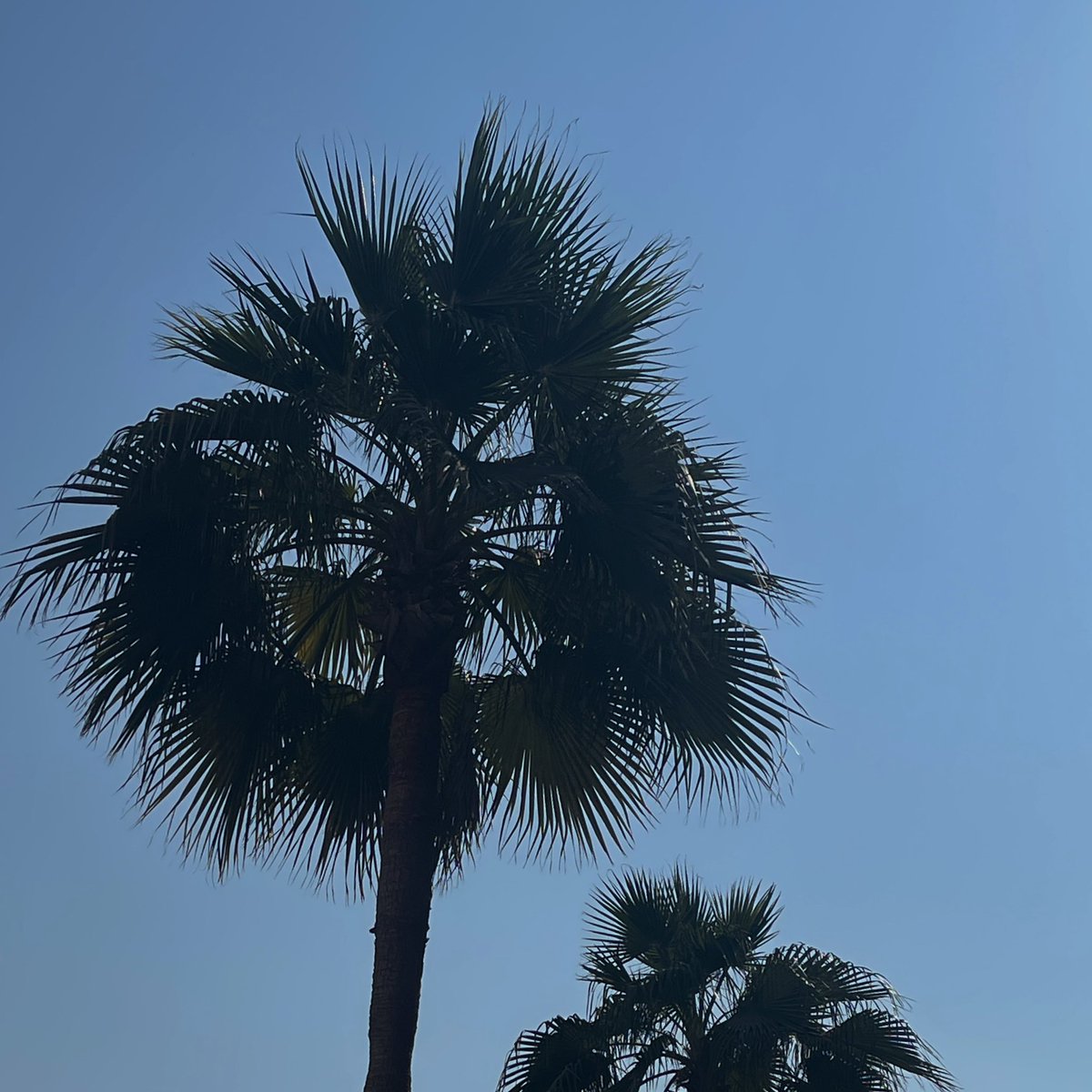 s_abb2's tweet photo. ☁️🤍🌴☕️ https://t.co/dIM7jTzuxD