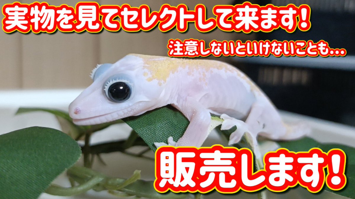 JoeReptiles2's tweet photo. リューシは前回と別の所から輸入します。

シングルのハイポも別血統の個体を輸入予定です。

とにかくアウトクロスさせてください。

インブリードにはまだ早いと判断してます。

当店経由での販売生体は
国内でインブリードにならないようにしていきます。

#クレステッドゲッコー https://t.co/qJOUSw5HNO