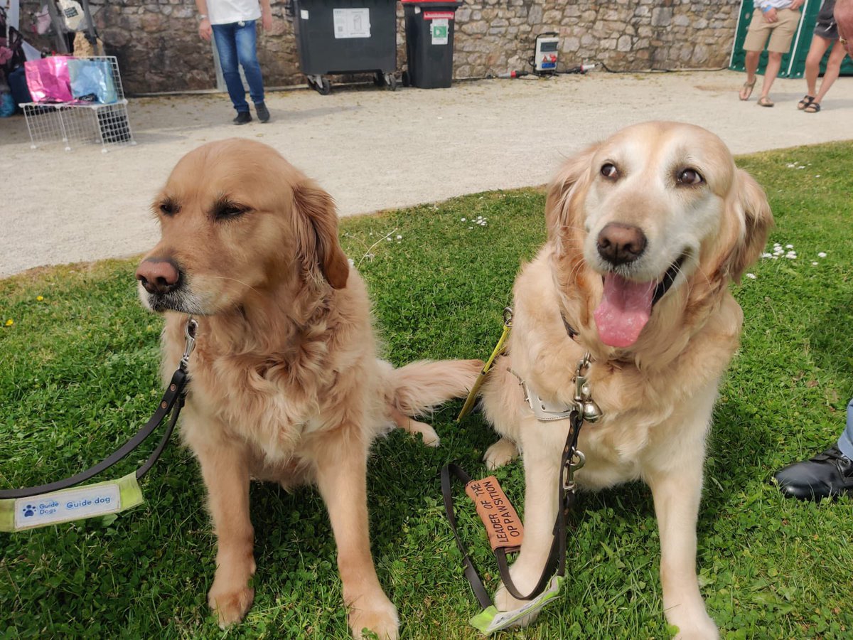 RtHonJen's tweet photo. Hanging out with my friends in the Bay 🐶🦮🦴 https://t.co/0ge8twJ79j