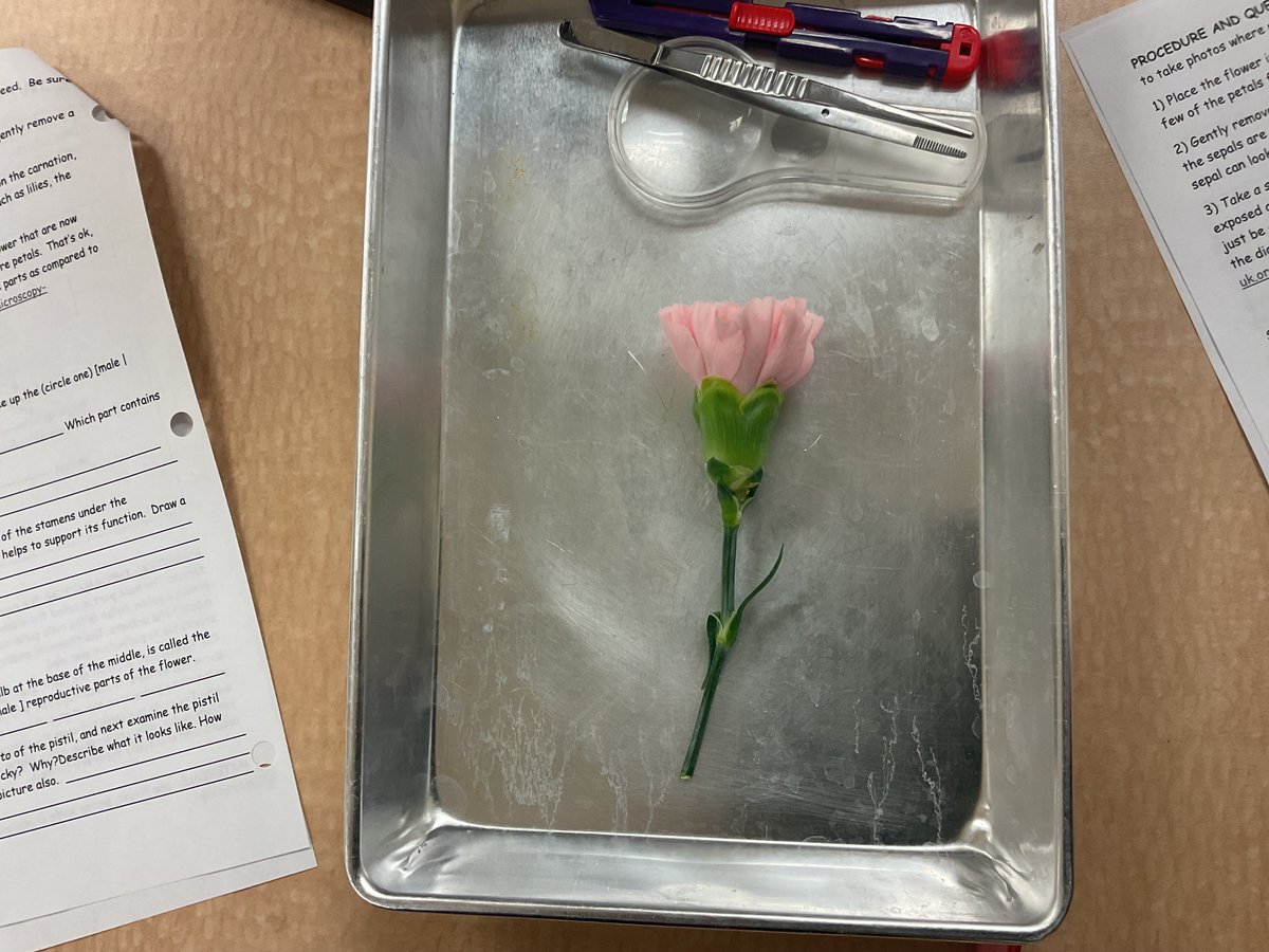 PXStudentMedia's tweet photo. Biology students wrap up the year with carnation dissections in Lori Watson’s class.

The dissection connects the flowers to evolution and teach students more about that process.

“The flower shows several adaptations which connects to the evolution unit,” Watson said.

Story👇 https://t.co/QhS3xBadPp
