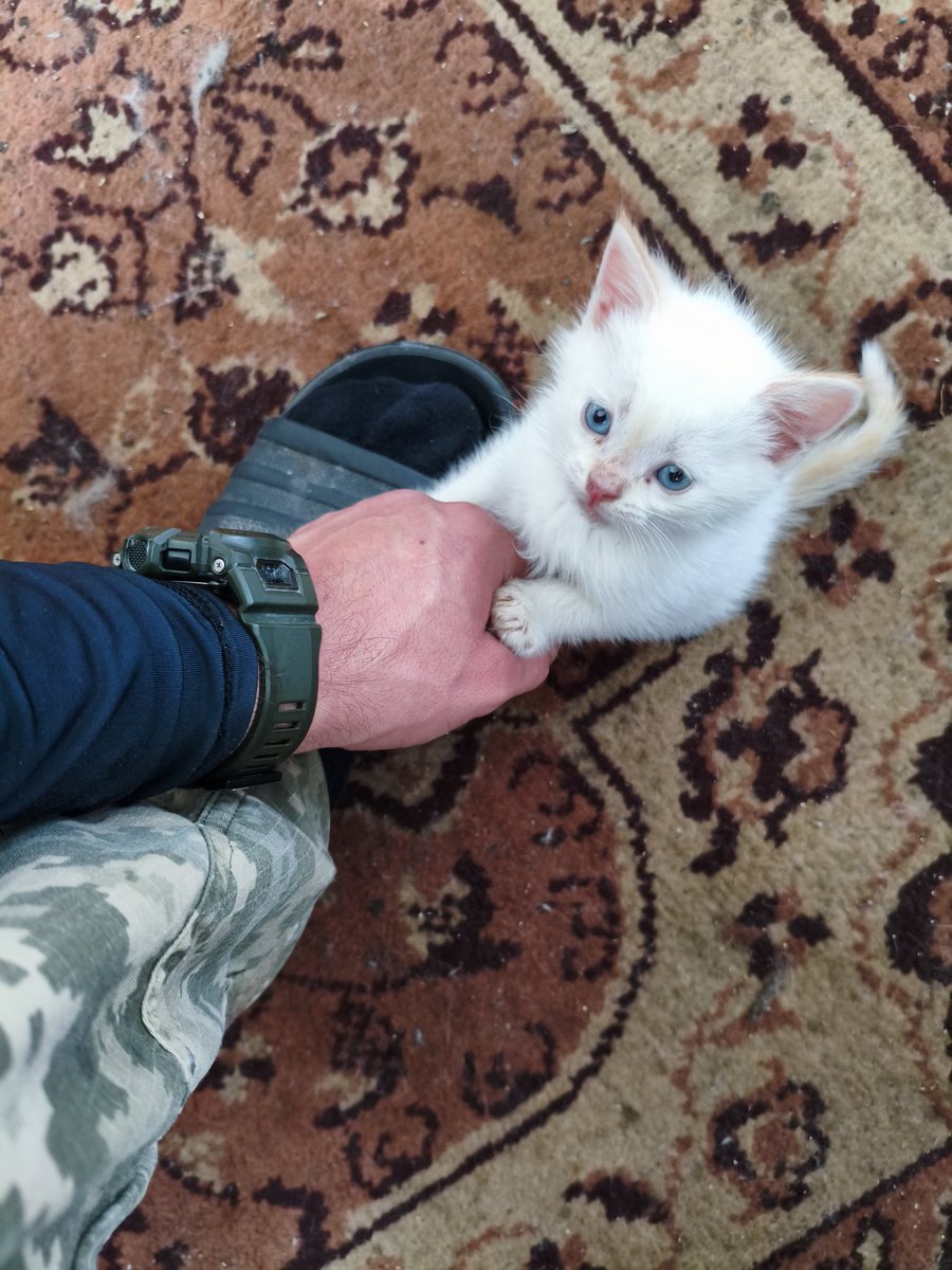Дизігнер в ДШВ tweet media