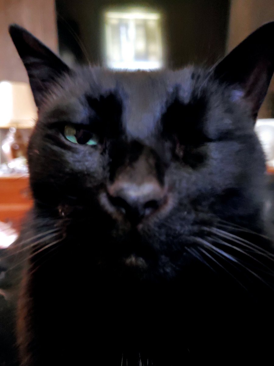 Kittecat3R's tweet photo. @FeistyOtt @catsareblessing Hi. https://t.co/J8ySaQZWWG