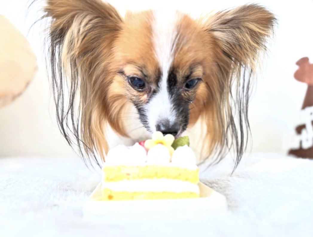 0mona_13's tweet photo. るぅくん🐶🤎
2歳お誕生日おめでとう！！！
これからもずっと大事！
大好き😝💖 https://t.co/y3gvjfhj7e
