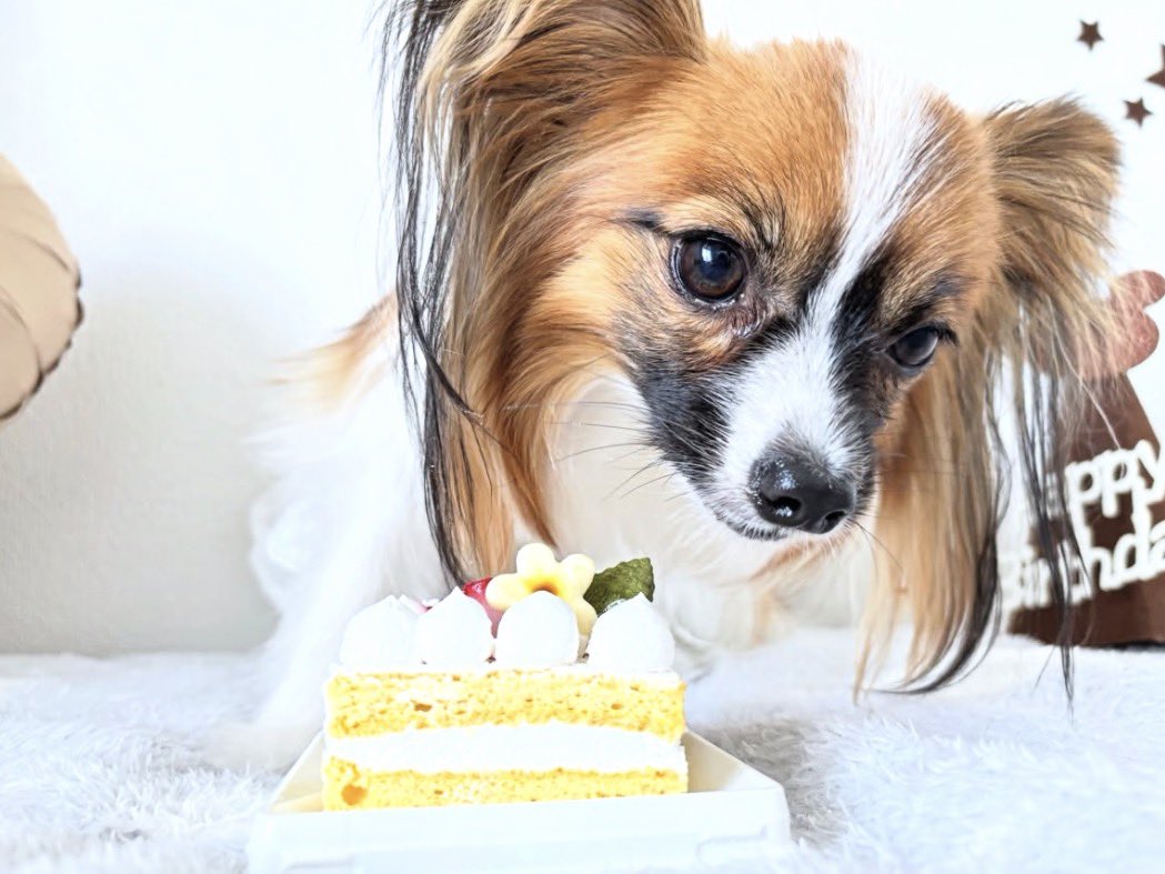 0mona_13's tweet photo. るぅくん🐶🤎
2歳お誕生日おめでとう！！！
これからもずっと大事！
大好き😝💖 https://t.co/y3gvjfhj7e