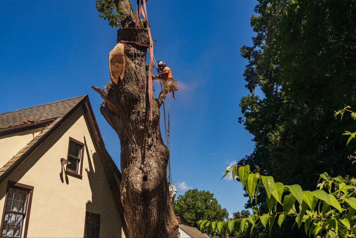 K&J Tree Service tweet media