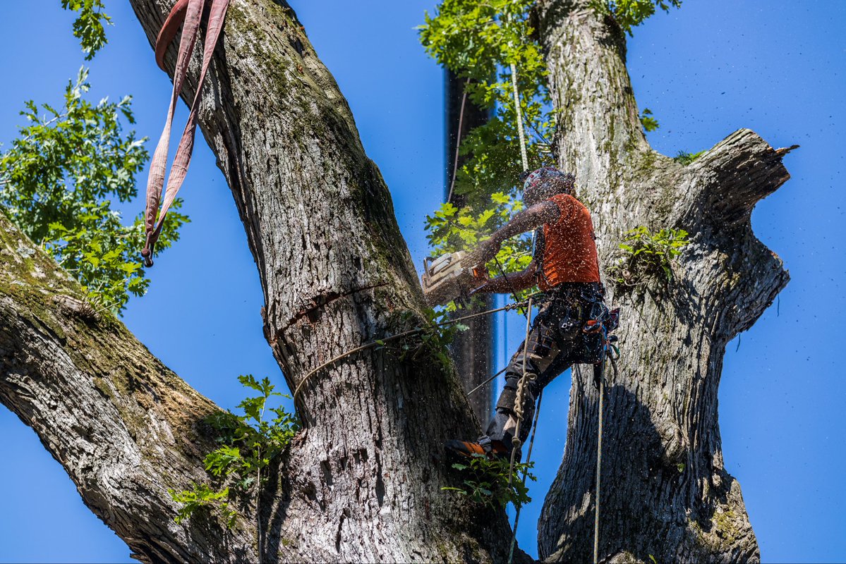 K&J Tree Service tweet media