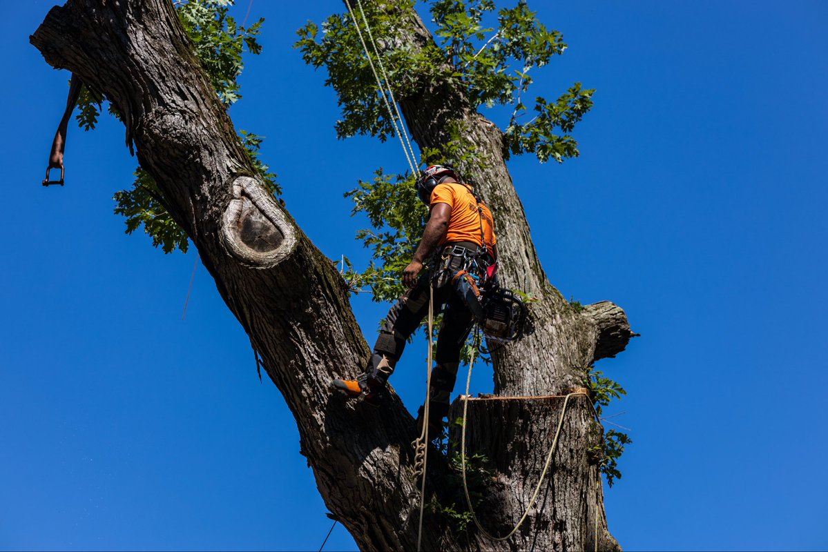 K&J Tree Service tweet media