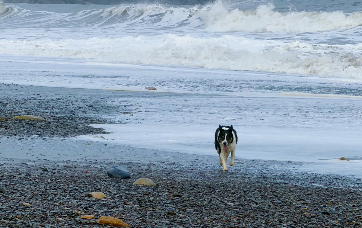 AnitaRolfe's tweet photo. @Kesthecollie Northumberland https://t.co/4uYtRjmMYR