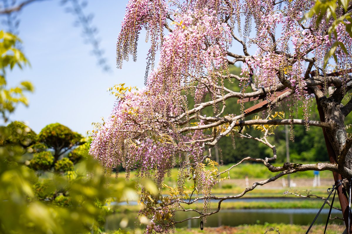 開花情報20260515 連日気温も上がったので開花が日々進んでいます