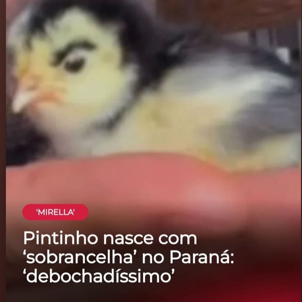 🌾🏵️🍁 Loboelho 🍁🏵️🌾 tweet media