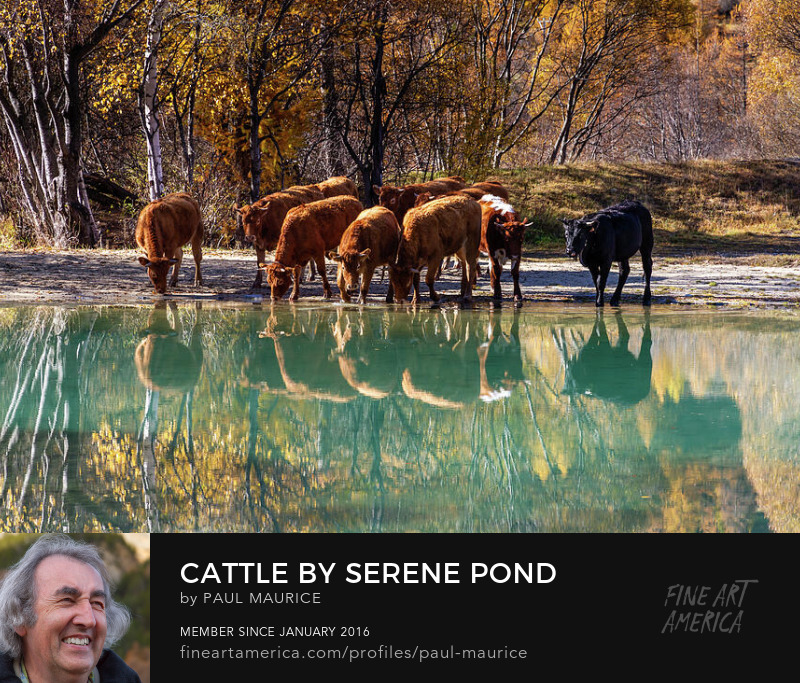 apollo0300's tweet photo. Cattle by Serene Pond
https://t.co/SC1ArIxrD5
#alpesdusud #alps #autumn #cow #cattle #colorsoffall #frenchalps #HautesAlpes #hautesalpestourisme #lake #travelphotography #paulcmaurice #artforsale #buyintoart #fineart #giftidea #giftideas #homedecor #wallart #FindYourThing https://t.co/HoxnYBNrTi