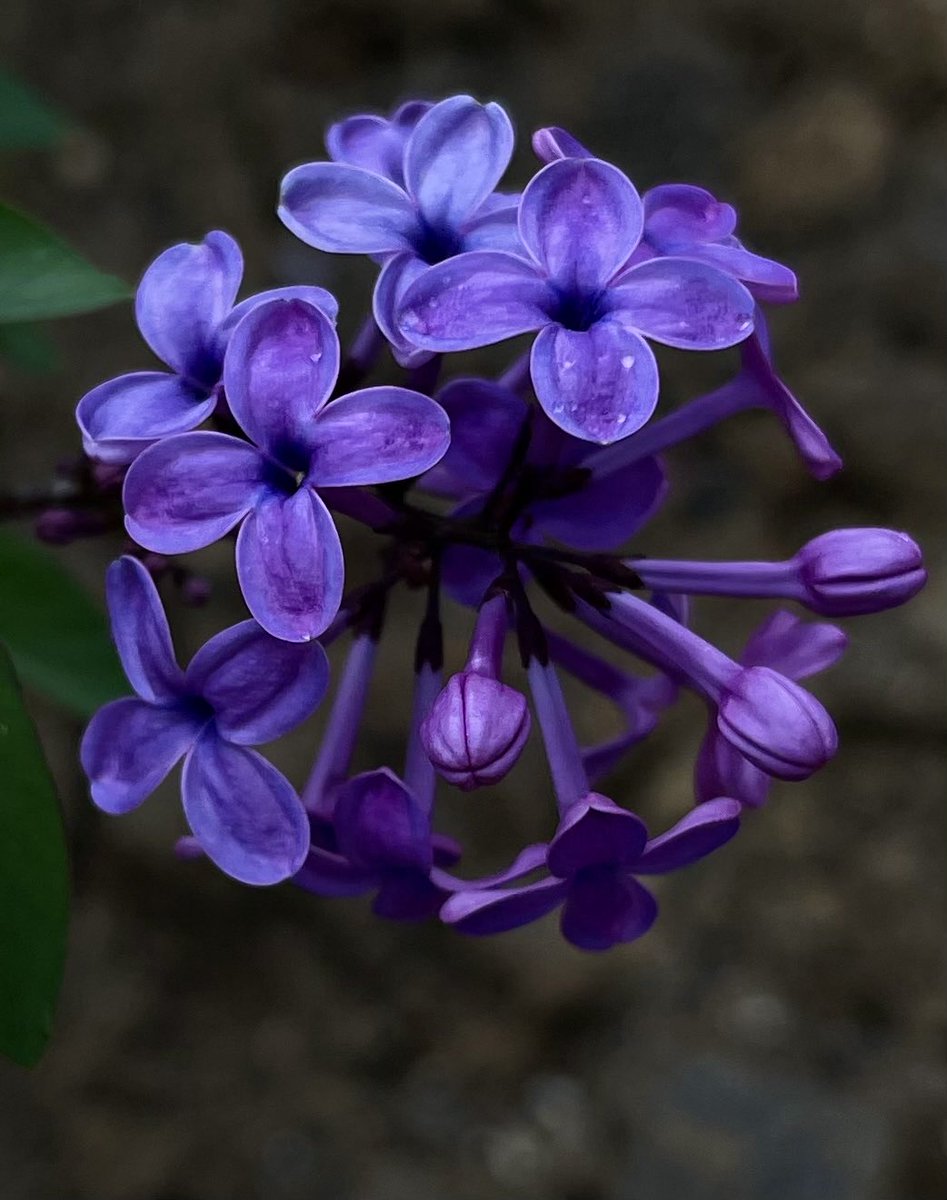 ErolPhotog15142's tweet photo. Friday.. Flowerday.. series.
Lilac time..
#FridayFlowerday #lilac #flower #photo https://t.co/dQMOdrBMTj