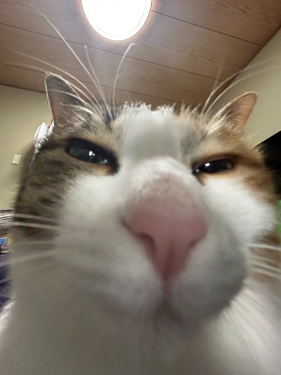 7ad0n2's tweet photo. どんっ https://t.co/rF5L5AxBMD