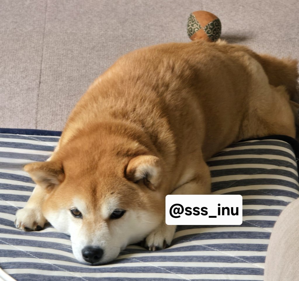 犬 tweet media