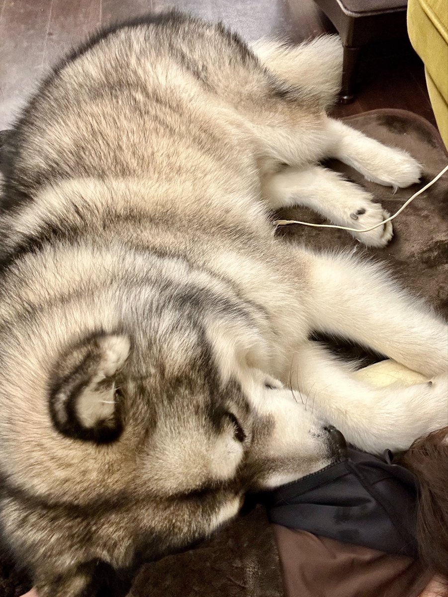 アラスカンマラミュートのアル🧸 tweet media