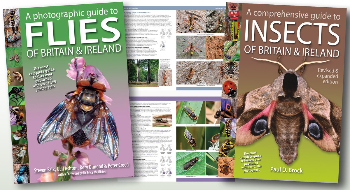 NatureBureau's tweet photo. SPECIAL OFFER – Buy our best-selling Flies of Britain &amp; Ireland and our Insects of Britain &amp; Ireland TOGETHER and SAVE £15. Order here https://t.co/dwWoAhIBdT The offer ends 30 June 2026 https://t.co/nTAaw5HshZ