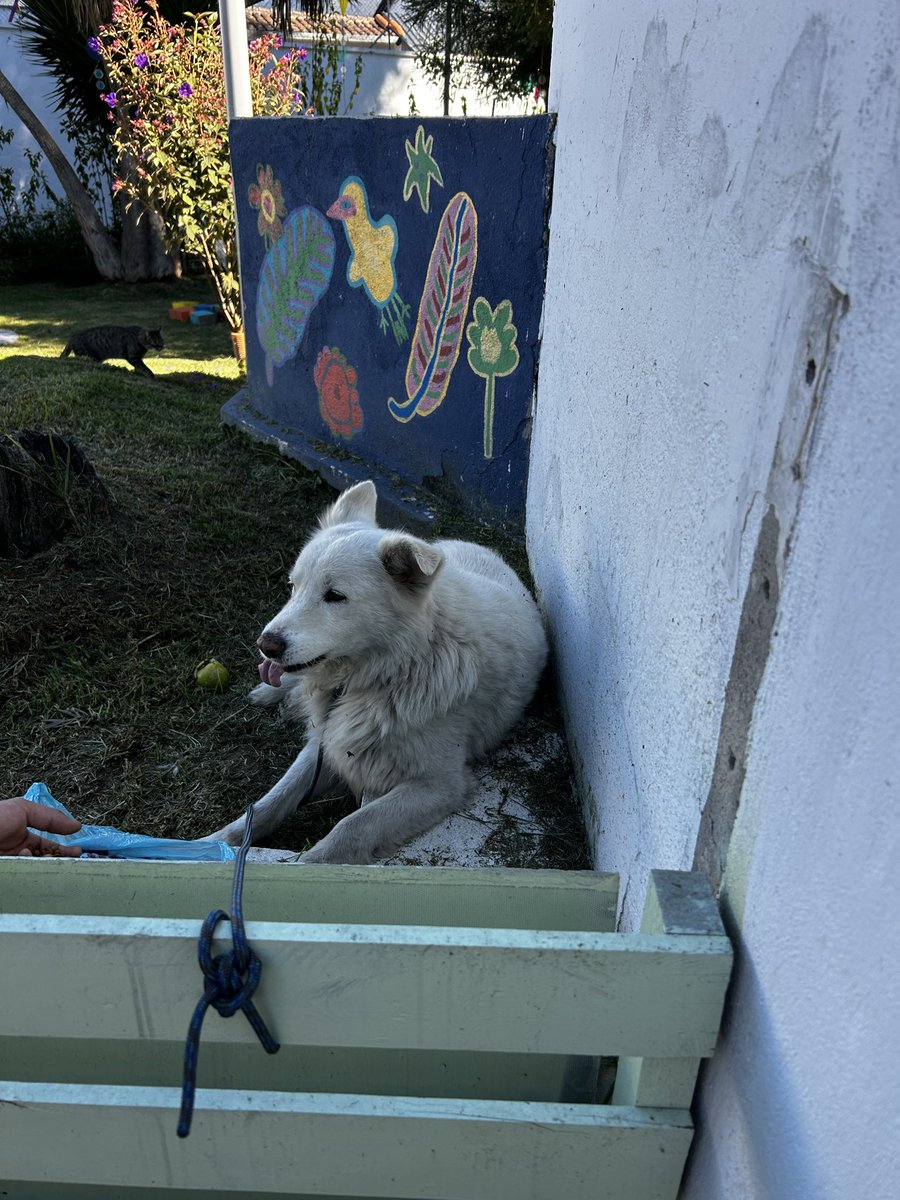 karentoroa's tweet photo. @UBAQuito este perrito está abandonado en el parque de La Floresta atrás de Paccari, parece que está asustado y herido , pueden ayudarlo? https://t.co/XqrVo9Wwtx