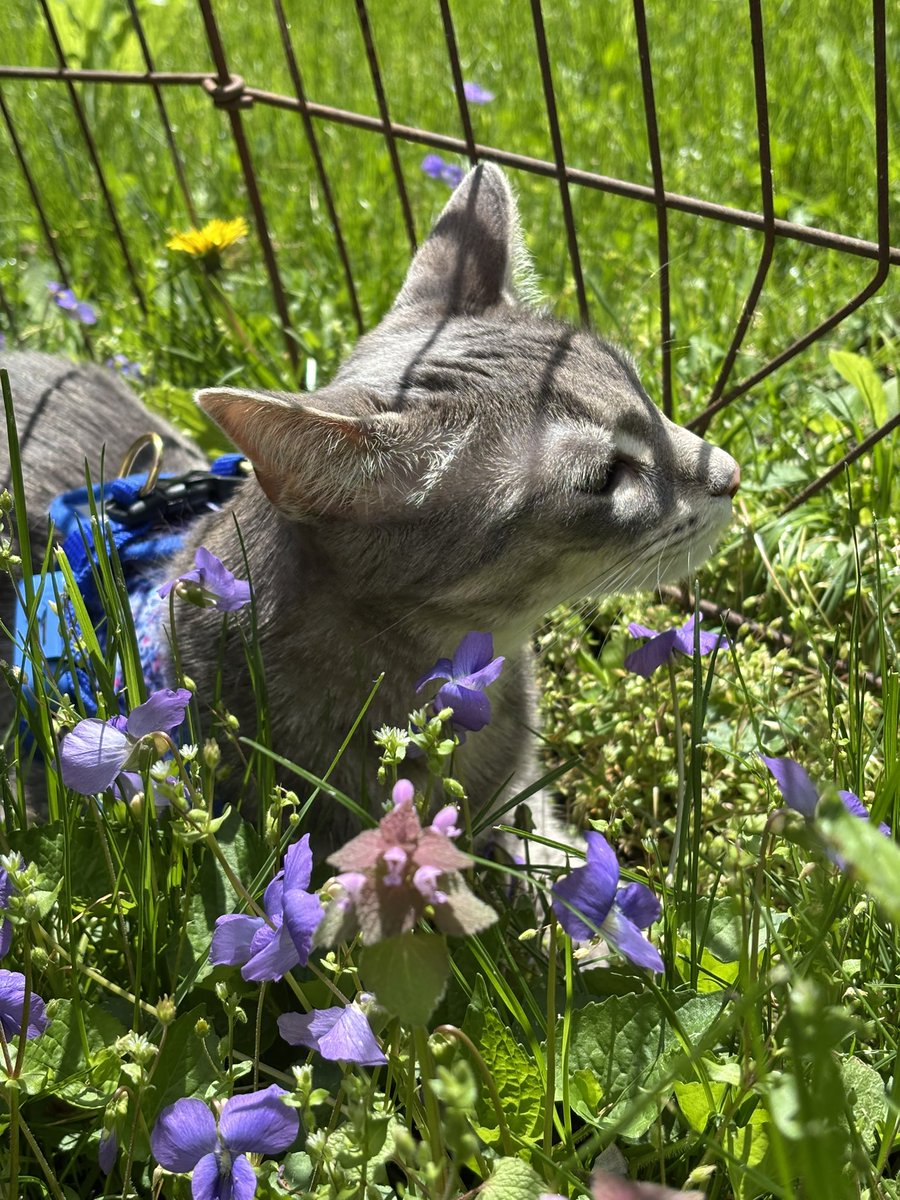 Pickles_nOlive's tweet photo. Happy #floralfriday 🌸🪻🌺 sweet girl was enjoying her time outside and smelling the flowers 🥹😍🥰🥒🫒💚
#furriday #fridayface https://t.co/0in77fNo2p