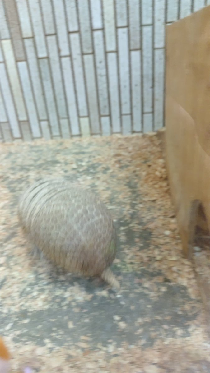 干物 tweet media