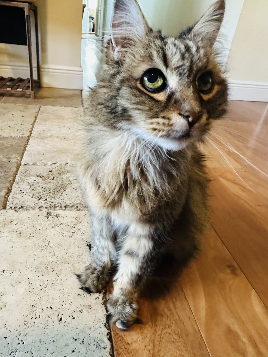 VictorGaxiola's tweet photo. Meet Kitty Maule. https://t.co/srU0dTToe5
