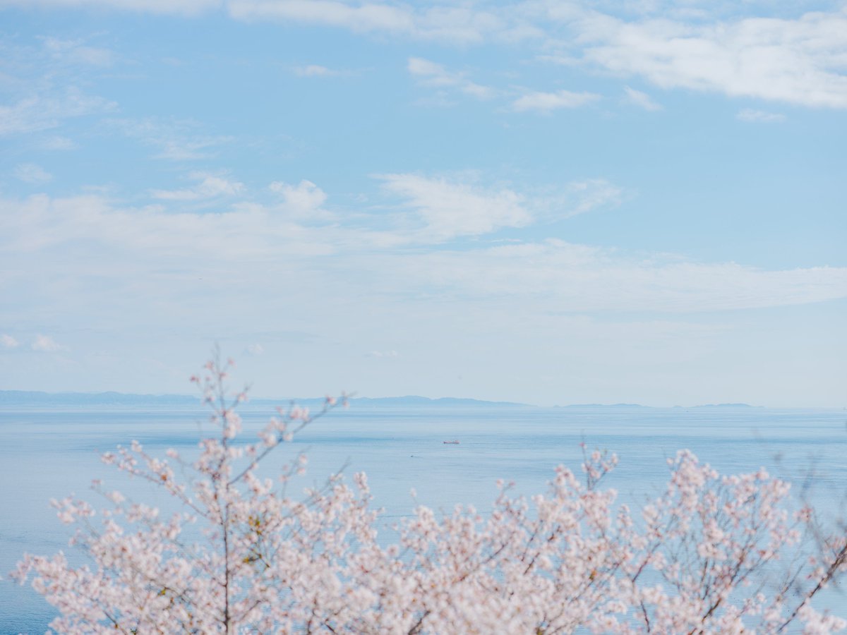 camel8326's tweet photo. 昨日は富士フイルムさんのお花写真オンライン講座でした。想定以上にたくさんのお申し込みをいただいたとのこと、本当にありがとうございます！

改めて私はお花のある景色が大好きで、お花を撮っている時間は特別なんだな…と実感。
お花を撮る楽しさを、少しでもお伝えできていたら嬉しいです◎ https://t.co/cFc423Rdpz