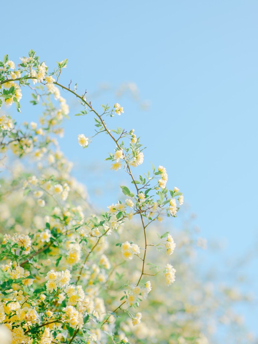 camel8326's tweet photo. 昨日は富士フイルムさんのお花写真オンライン講座でした。想定以上にたくさんのお申し込みをいただいたとのこと、本当にありがとうございます！

改めて私はお花のある景色が大好きで、お花を撮っている時間は特別なんだな…と実感。
お花を撮る楽しさを、少しでもお伝えできていたら嬉しいです◎ https://t.co/cFc423Rdpz